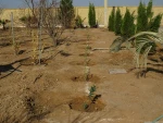 کاشت بیش از 150 اصله درخت مثمر به مناسبت روزدرختکاری وهفته منابع طبیعی در آموزشکده فنی دختران میبد
 7