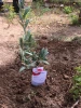 برگزاری مراسم یادواره ۴۰ شهید دانشگاه فنی و حرفه ای استان یزد و احیای پناهگاه این دانشگاه 9