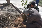 کاشت نهال در دانشگاه فنی و حرفه ای استان یزد 8