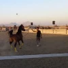 اعزام دانشجویان خوابگاهی دانشگاه ملی مهارت واحد دختران میبد به همایش سوارکاری
 8