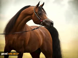 حضور دانشجویان دانشگاه ملی مهارت واحد دختران میبد در جشنواره زیبایی اسب اصیل عرب کشور
 8